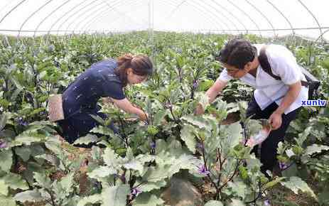 普洱茶的存 *** 及其要点：如何确保普洱茶品质和口感