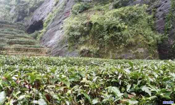 武夷山什么茶叶喝，寻找口感：探索武夷山最美味的茶叶