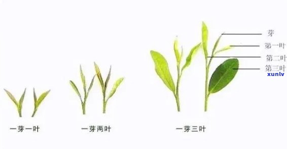 茶芽和茶叶哪个好喝-茶芽和茶叶哪个好喝一点