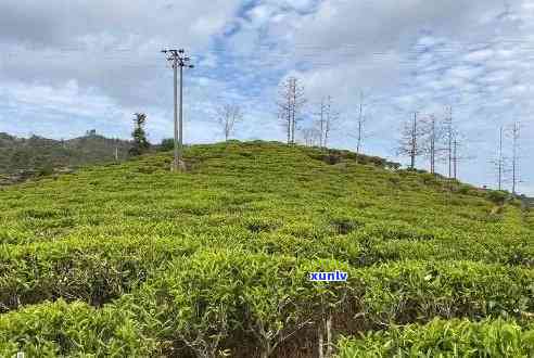 汕头什么茶叶喝最出名，寻找口感：揭秘汕头更具代表性的茶叶