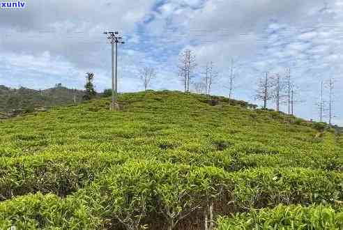 汕头什么茶叶喝最出名，寻找口感：揭秘汕头更具代表性的茶叶