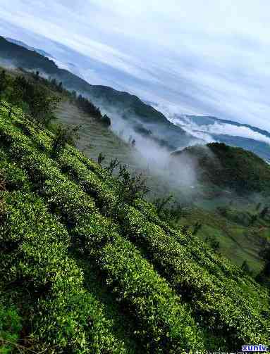 贵州哪里的茶叶好喝一点，探寻美味：贵州哪里的茶叶口感更出色？