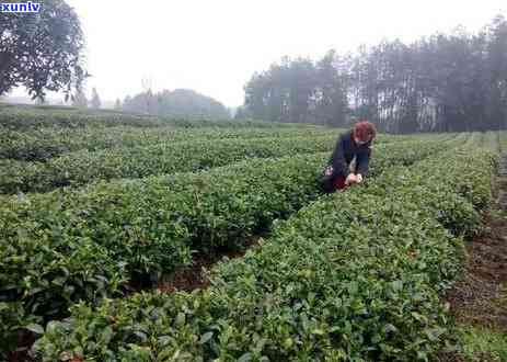 贵州哪个地方的茶叶？好喝、好卖、品质优，你想要的答案都在这里！