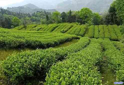 四川什么茶，品味四川：探索当地独特的茶叶文化