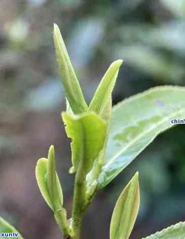 茶尖好还是茶叶好喝-茶尖好还是茶叶好喝一点