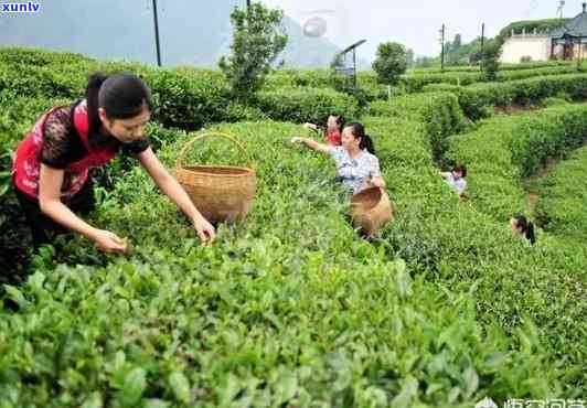 哪里产的茶叶喝又便宜？寻找性价比更高的茶源！