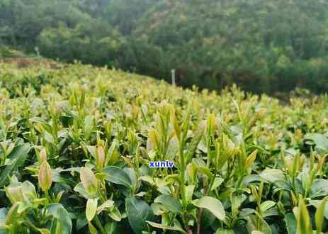 什么茶叶喝最健？探索茶叶界的选择