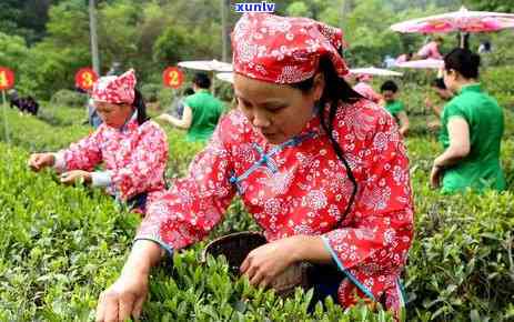 茶叶哪个节喝-茶叶哪个节喝呢