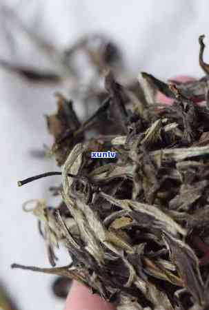 功夫茶：哪种茶叶好喝点？选择适合你的茶品！