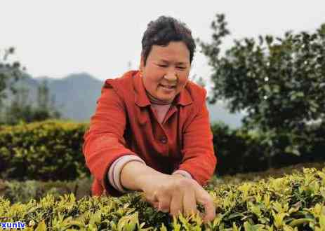 扬州绿阳春茶厂，品鉴扬州绿阳春茶厂的优质茶叶，感受春天的味道！