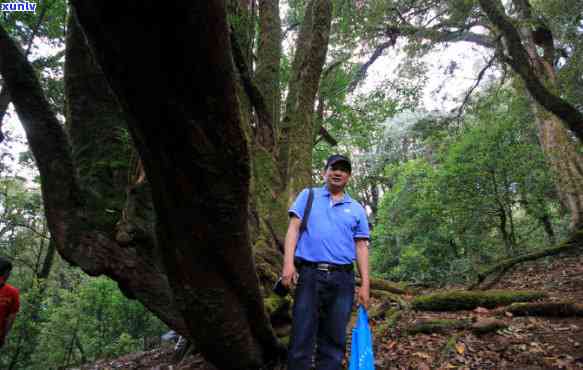 双江县冰岛古树茶在哪里，探寻神秘的双江县冰岛古树茶产地