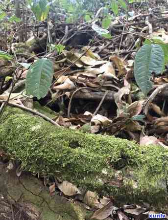 冰岛甜茶介绍，探索冰岛的甜蜜秘密：冰岛甜茶介绍