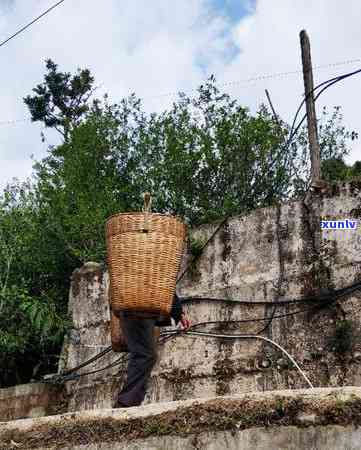 冰岛老寨的茶王树年龄、成熟及结果年限全解析，附高清图