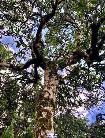 冰岛600年茶王树-冰岛茶树王价格