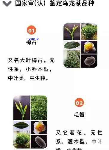 探究冰岛茶的种类：多个系列产品与知名