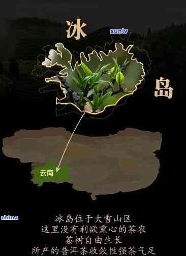 冰岛茶是哪个产区？探索神秘的冰岛茶源