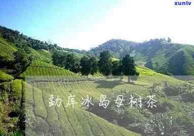 勐库冰岛母树茶价格-21年勐傣冰岛母树茶怎么样