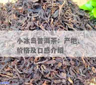 小冰岛茶与冰岛茶有何区别？产地、价格及品质全解析