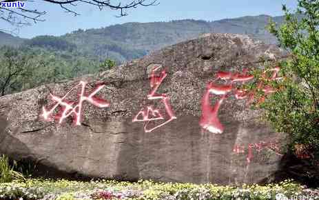 云南勐库冰岛古树普洱茶，探寻云南勐库冰岛古树普洱茶的独特韵味与历渊源