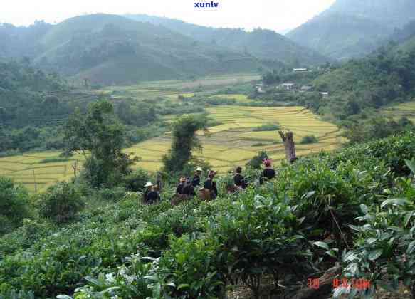 云南冰岛坝歪茶的介绍，探索云南冰岛坝歪茶的魅力：一种独特的中国茶叶