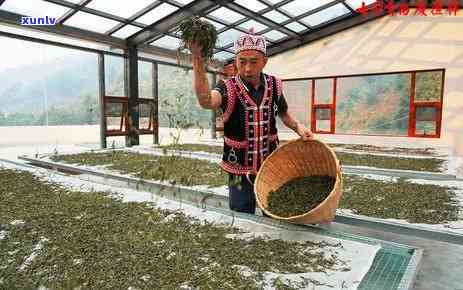 冰岛茶味道，探索冰岛茶的独特口感：一次味蕾的旅行