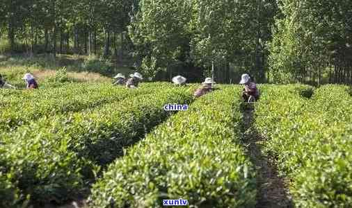 天门哪里有卖茶叶的市场，寻找好茶？来天门茶叶场！