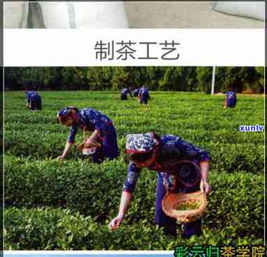 明星火茶厂冰岛：高端茶品全览