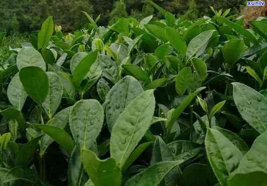 平阳特早茶叶特点：一探特早茶特性、生长性和当地特色早餐