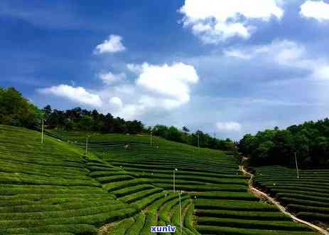 探寻老班章生产厂家：品质越的茶叶源头