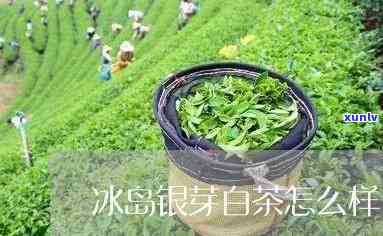 冰岛银芽是台地茶么-什么是冰岛茶