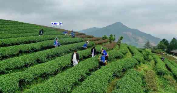 广西三江茶厂，探索广西三江茶厂：品味传统与现代的完美结合