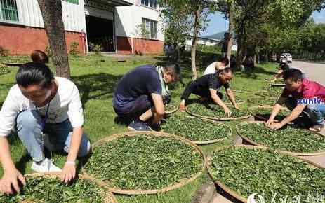 广西三江茶叶好喝吗-广西三江茶叶好喝吗现在