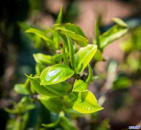 冰岛茶属于六大茶山-冰岛茶属于六大茶山之一吗