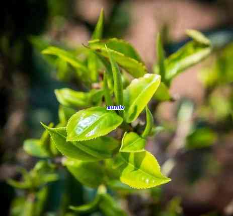 冰岛茶属于六大茶山-冰岛茶属于六大茶山之一吗