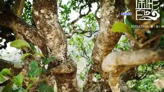 冰岛木茶是古树茶吗，探究冰岛木茶：它是古树茶吗？