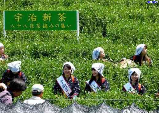 茨城茶叶好喝么-茨城县旅游攻略