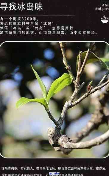 临沧冰岛茶特点，探秘临沧冰岛茶的独特魅力：特点解析与品鉴指南