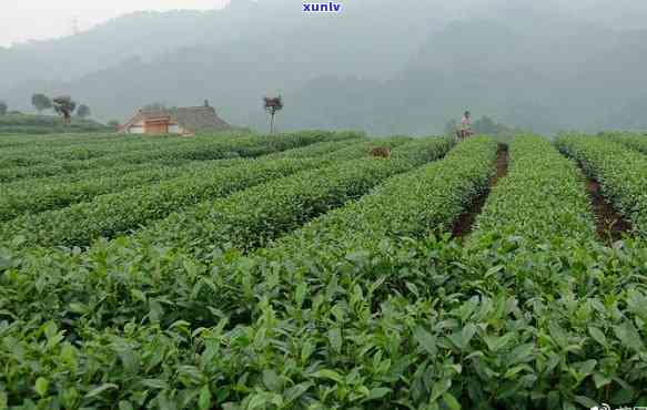 四川雅安的茶叶，品味天府之国：四川雅安优质茶叶推荐