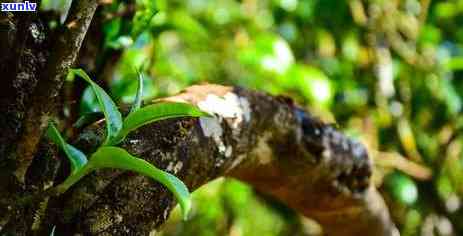 深度解析冰岛古树茶口感特点：熟茶、老寨与南迫的区别