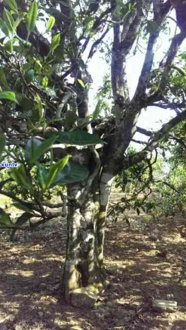 冰岛哪里的树茶最多喝，探索冰岛：揭秘树茶叶产地与口感之最