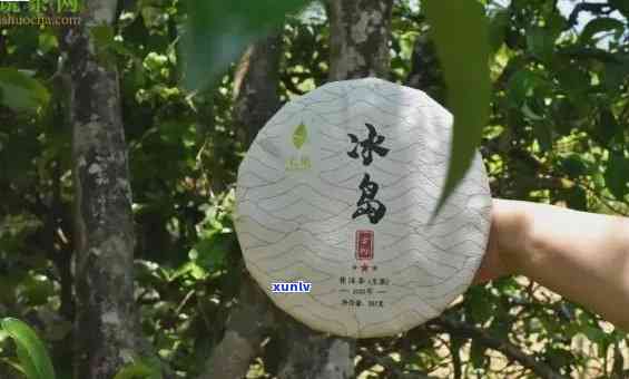 云南冰岛茶叶，探索云南冰岛茶叶：品味独特的高山云雾茶香