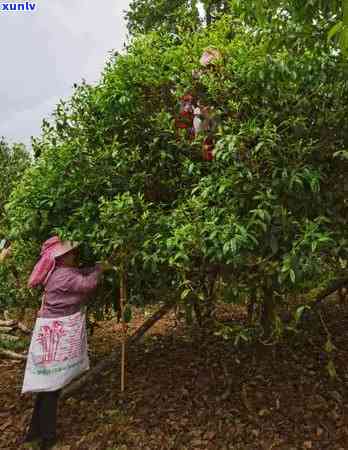 探究冰岛茶的产地：从六大茶山到具体地点