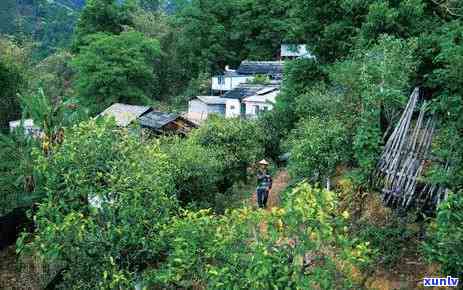 冰岛茶区，探索神秘的冰岛茶区：一种独特的茶叶体验