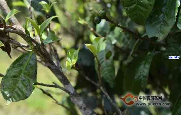 云南冰岛坝歪茶的介绍：产地、价格、功效与特点全解析