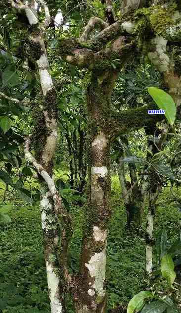 冰岛古树生茶的特点和功效：800年树龄深山生态古树茶的口感与价格探究