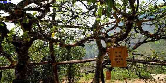 冰岛古树生茶的特点和功效：800年树龄深山生态古树茶的口感与价格探究