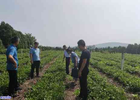 日照有哪些茶叶公司名称？盘点好听公司名及地址、厂家排行榜与知名的详细介绍