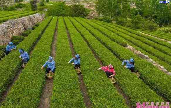 日照茶叶厂家排行榜，揭秘日照茶叶厂家排行榜，一文带你了解市场热门！