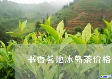 书香茗地冰岛茶价格-书香茗地古树茶坊价格