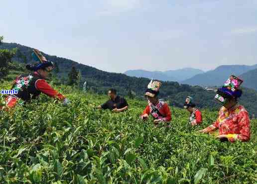 北川羌茶：究竟由何种茶叶制成？